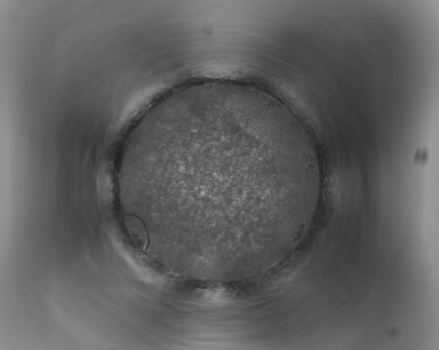 X0000112110688200908111443