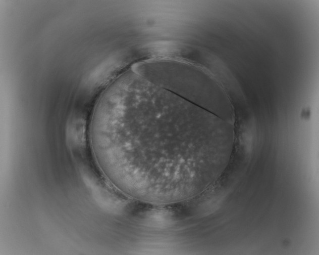 X0000112110696200908111442