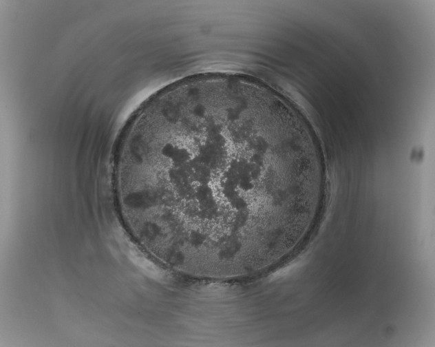 X0000112110779200908111441