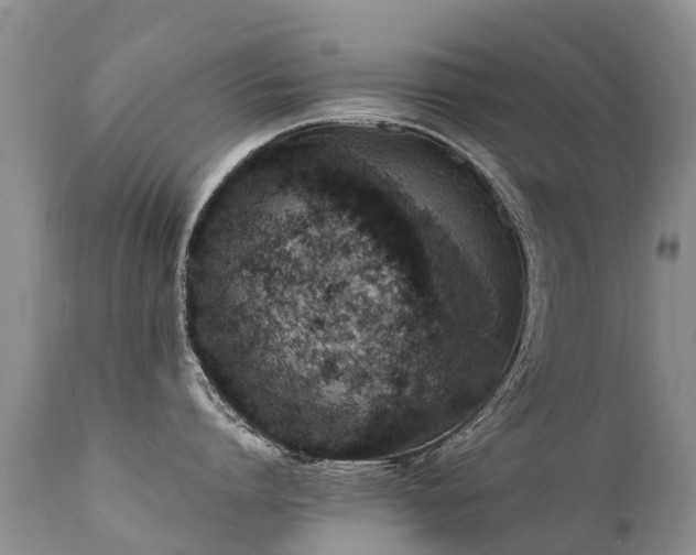 X0000112110864200908111441