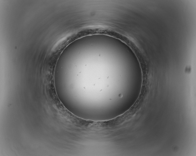 X0000112110967200908111438