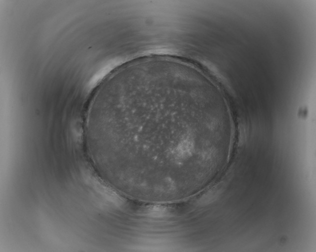 X0000112111266200908111433