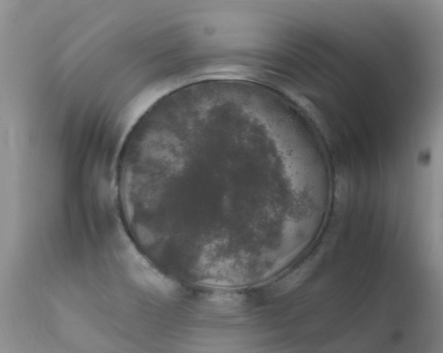 X0000112111466200908111430