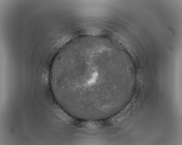 X0000112110305200908181353