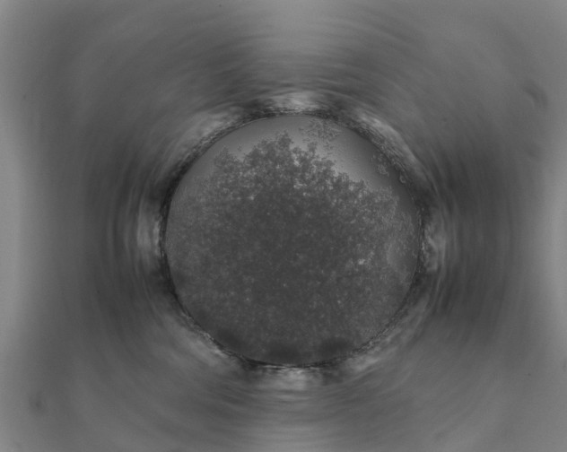 X0000112110330200908181353