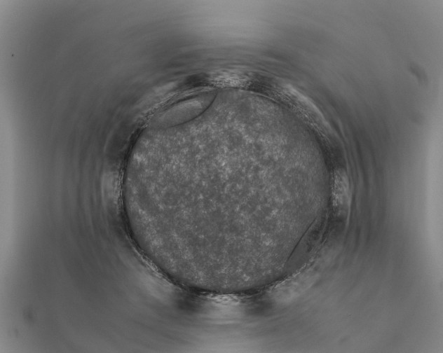 X0000112110409200908181352