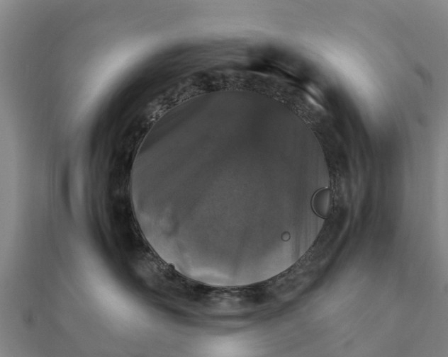 X0000112110526200908181350