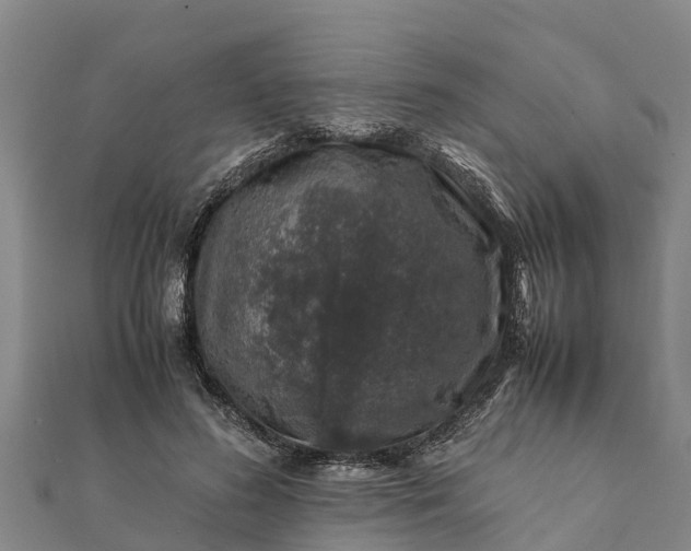 X0000112110596200908181349