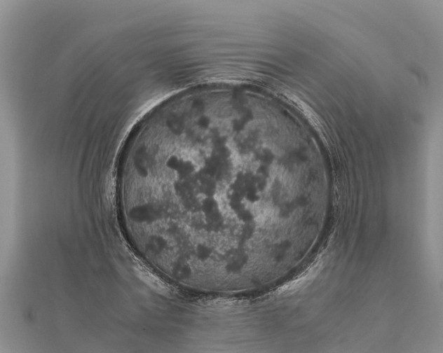 X0000112110779200908181347