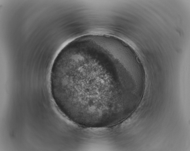 X0000112110864200908181346