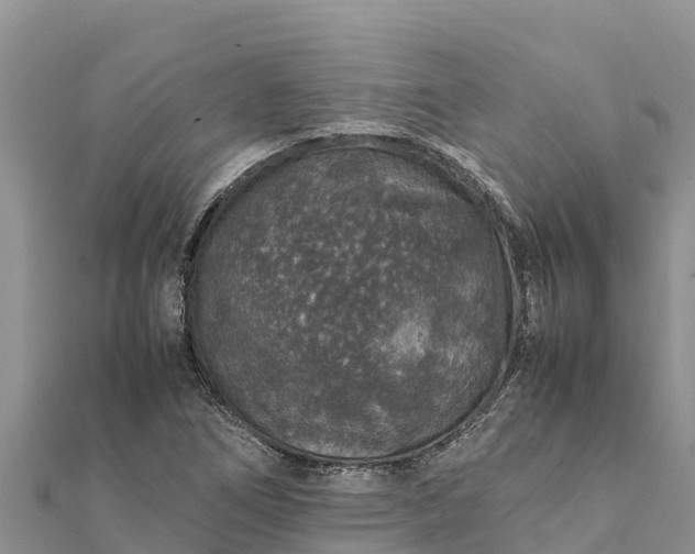 X0000112111266200908181340