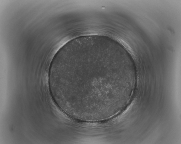 X0000112111465200908181337