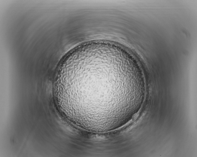 X0000112111505200908181336