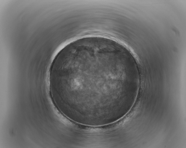 X0000112111522200908181336