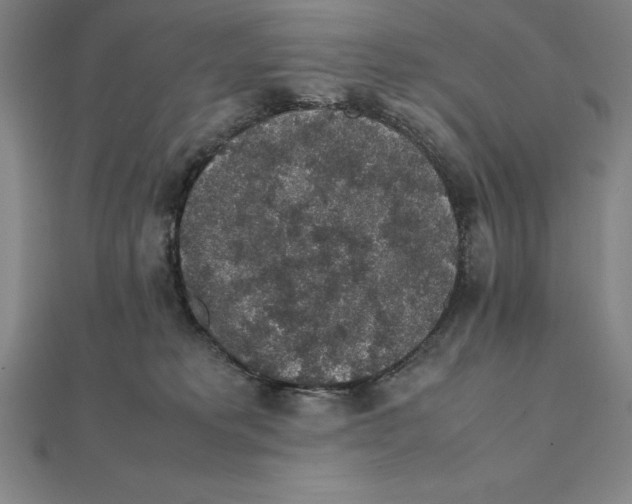 X0000112110229200908251218