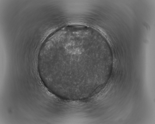 X0000112110385200908251216