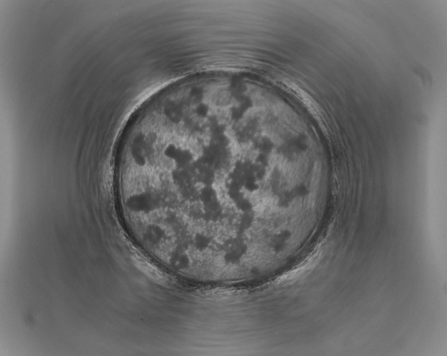 X0000112110779200908251210