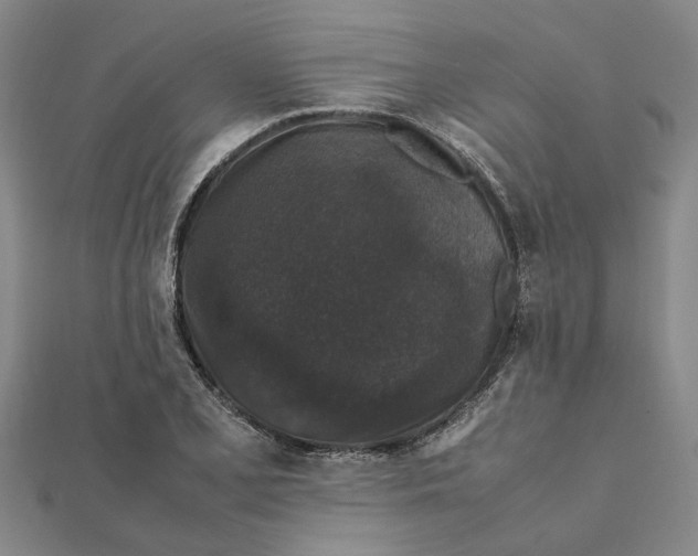 X0000112111077200908251206