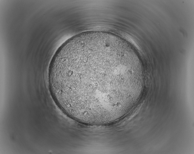 X0000112111087200908251206