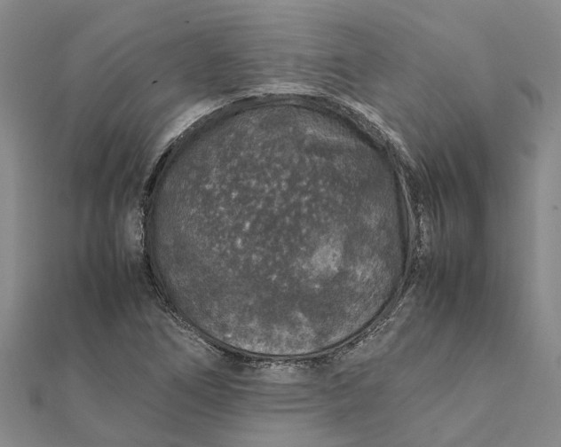 X0000112111266200908251204