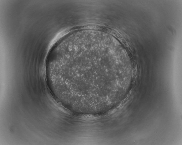 X0000112110198200909011152