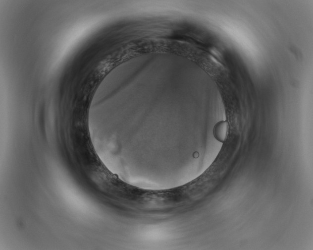 X0000112110526200909011148