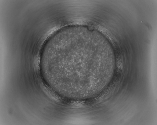 X0000112110680200909011146
