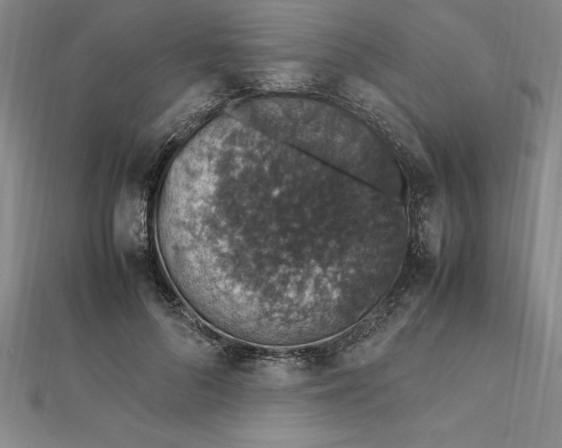 X0000112110696200909011146