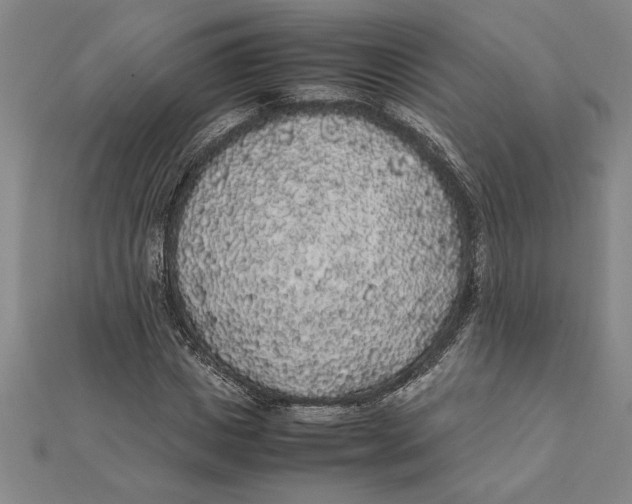 X0000112110825200909011144