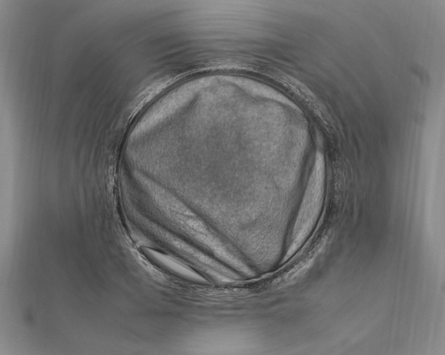 X0000112110985200909011142
