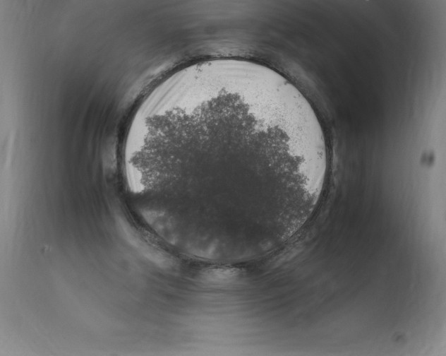 X0000112110202200909151232
