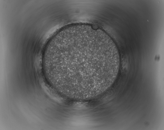 X0000112110680200909151225
