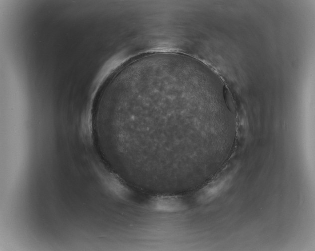 X0000112150296200908071121