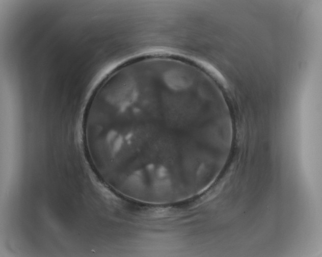 X0000112151279200908071108