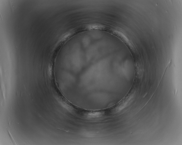 X0000112150357200908211419