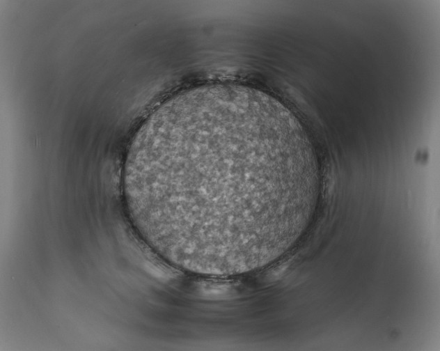 X0000112150661200908281341