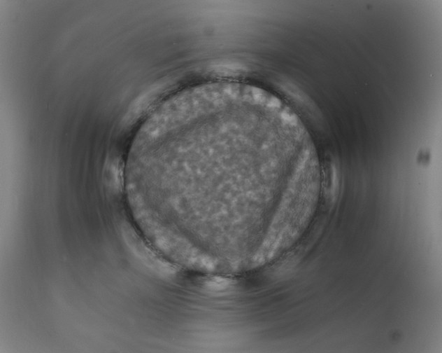 X0000112150718200908281340