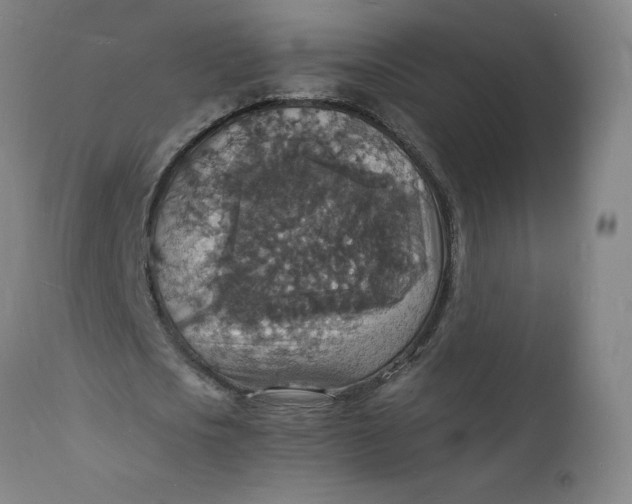 X0000112150721200908281339