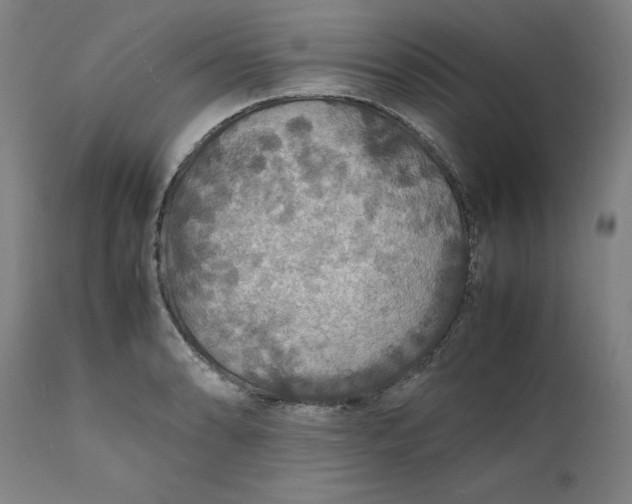 X0000112151086200908281334