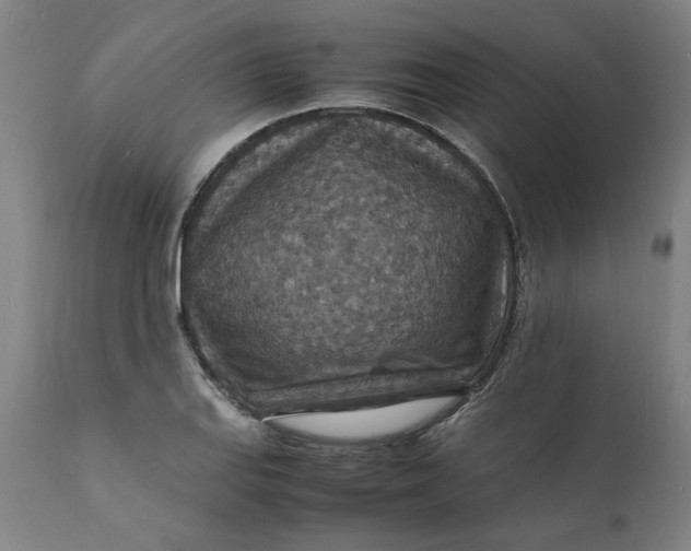 X0000112151127200908281334