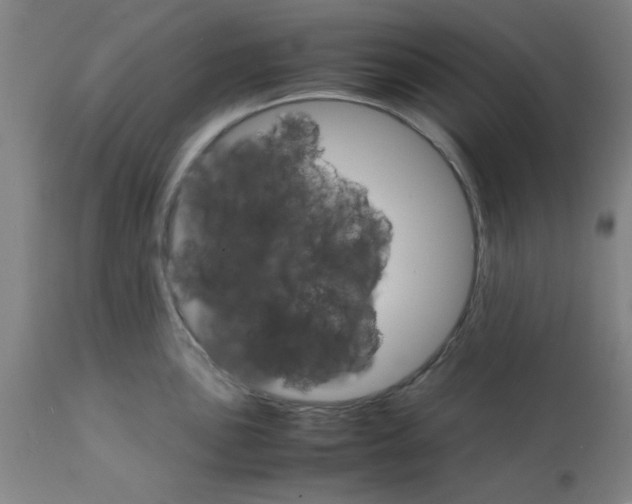 X0000112151051200909181418