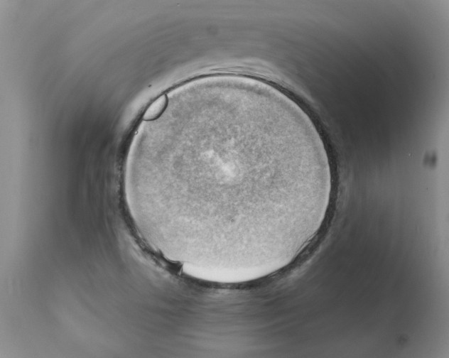 X0000112151506200909181410