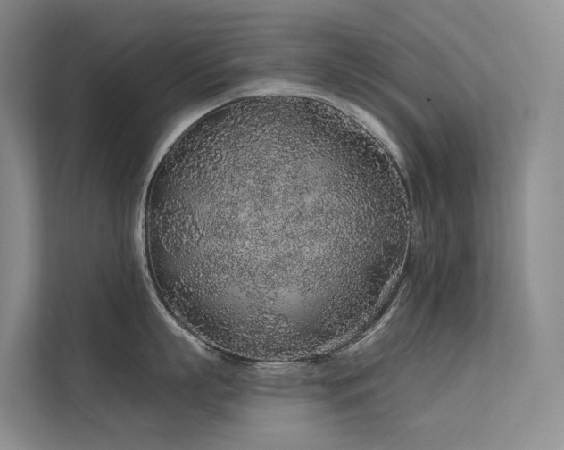 X0000112160863200908071137