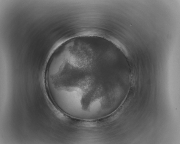 X0000112161086200908071133