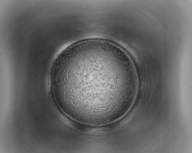 X0000112161367200908071130