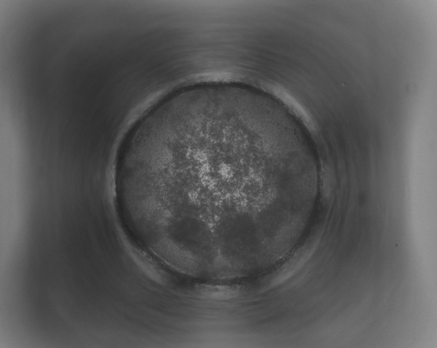 X0000112160486200908141237