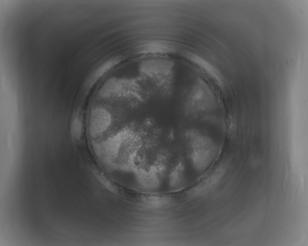 X0000112160874200908141232