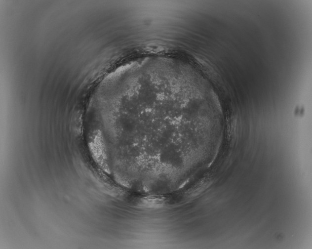 X0000112160606200908281406