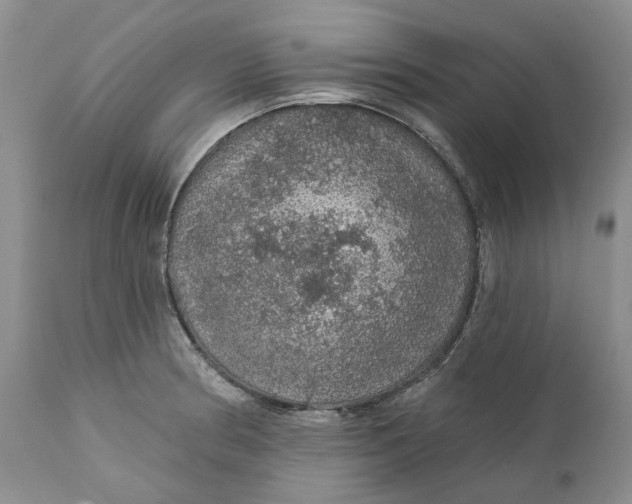 X0000112161186200908281356