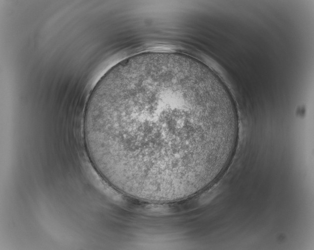 X0000112161194200908281356